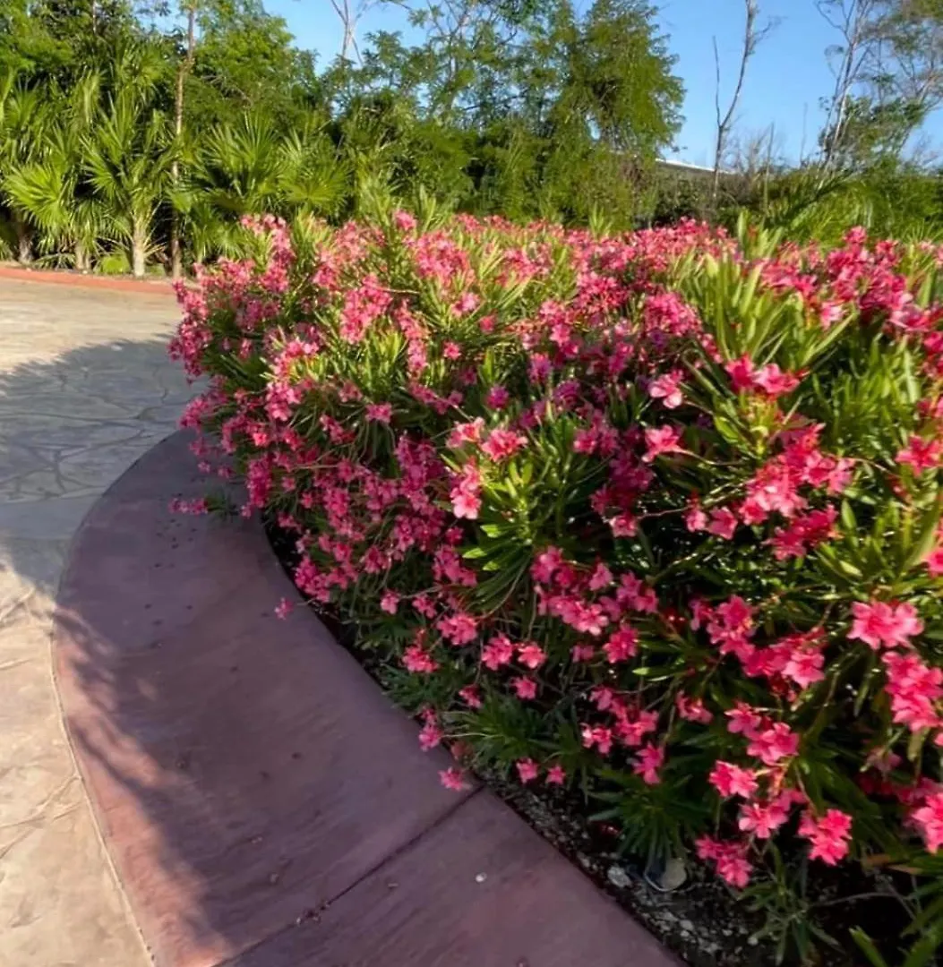 Lägenhet Fully Loaded 2 Bedroom In Jardines Mayakoba Playa Del Carmen Mexiko
